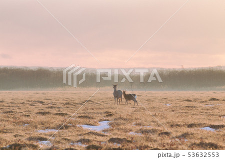 北海道、エゾシカの親子 53632553