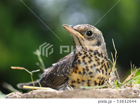 Portrait of a nestling thrush Fieldfare Portrait of a nestling thrush Fieldfare 53632644