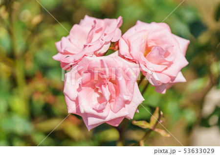 バラの花(春バラ) [セブンティーン] 作出年1959年 作出国 アメリカ 53633029