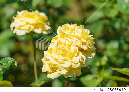 バラの花(春バラ) [星光] 作出年1975年 作出国 日本 53633030