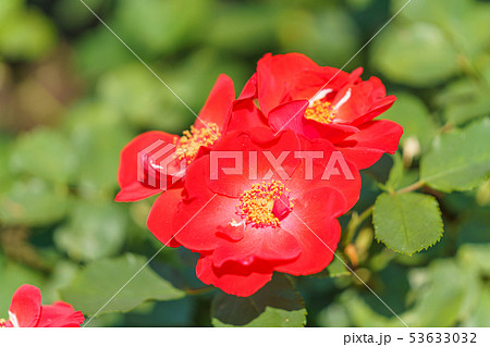 バラの花(春バラ) [サラバンド] 作出年1957年 作出国 フランス 53633032