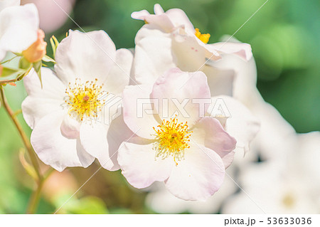 バラの花(春バラ) [サリー・ホームズ] 作出年1976年 作出国 イギリス 53633036