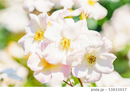 バラの花(春バラ) [サリー・ホームズ] 作出年1976年 作出国 イギリス 53633037