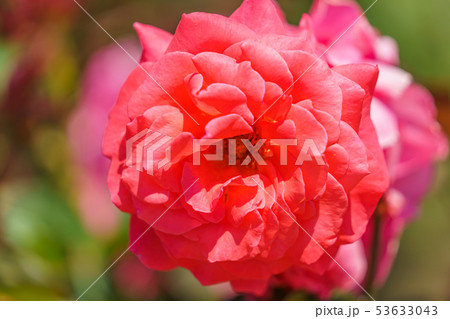 バラの花(春バラ) [ポリネシアン・サンセット] 作出年1965年 作出国 アメリカ 53633043