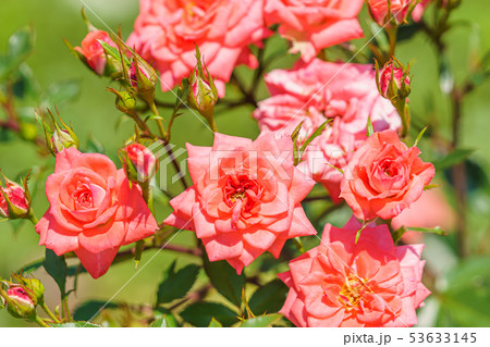 バラの花(春バラ) [プチッツ・フォーリー] 作出年1969年 作出国 フランス 53633145