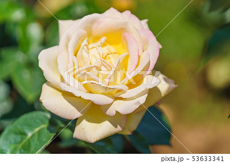 バラの花(春バラ) [ピース] 作出年1945年 作出国 フランス 53633341