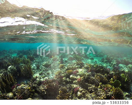 Wonderful and beautiful underwater world with corals and tropical fish. Wonderful and beautiful underwater world with corals and tropical fish. 53633356