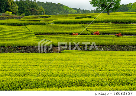 緑の茶畑 緑の茶畑 53633357