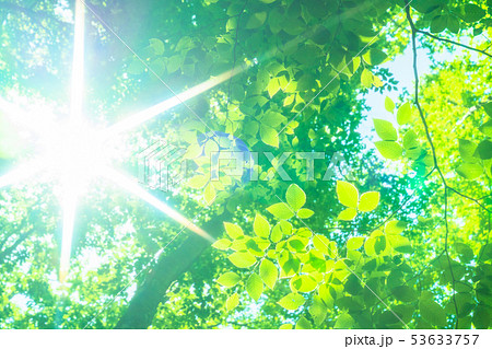 新緑・エコイメージ 53633757