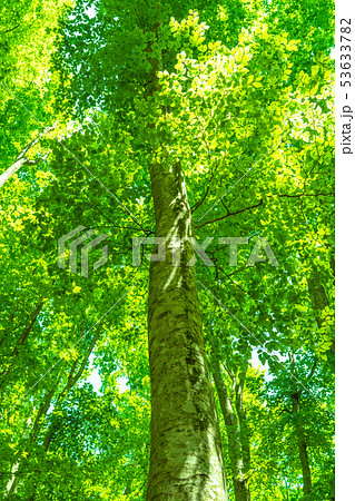 新緑・エコイメージ 新緑・エコイメージ 53633782