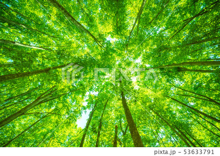 新緑・エコイメージ 53633791