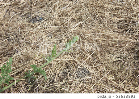 スイカ　生育中 53633893