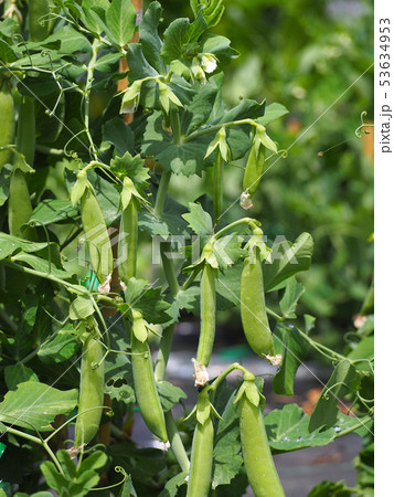 エンドウ豆 53634953