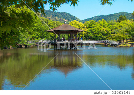 新緑の春日大社 浮見堂 水面への映り込み と もみじ 53635145