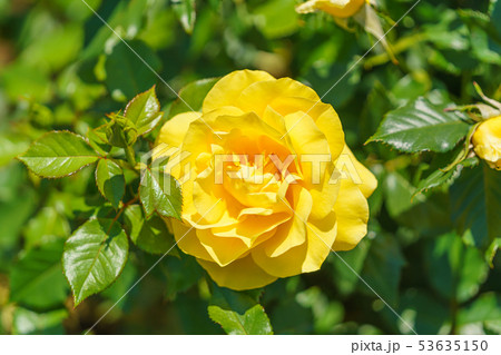 バラの花(春バラ) [ミラベラ] 作出年1994年 作出国 アメリカ 53635150