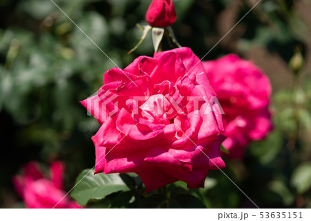 バラの花(春バラ) [マリア・カラス] 作出年1965年 作出国 フランス 53635151