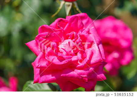 バラの花(春バラ) [マリア・カラス] 作出年1965年 作出国 フランス 53635152