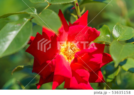 バラの花(春バラ) [かがやき] 作出年1970年 作出国 日本 53635158