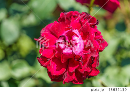 バラの花(春バラ) [ジョセフィン・ブルース] 作出年1949年 作出国 イギリス 53635159