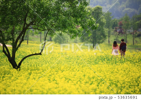 街路樹 木 一本道 53635691
