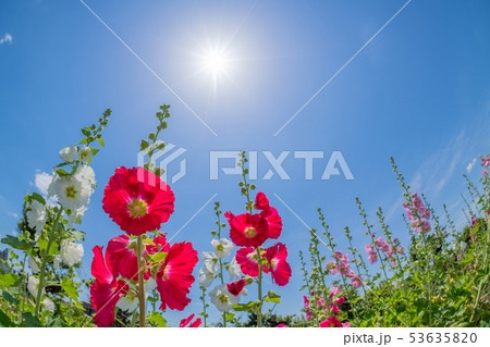 タチアオイの花と初夏の青空　魚眼レンズ 53635820
