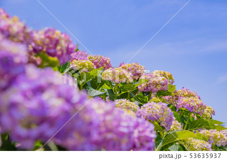 色づき始めた初夏のアジサイ 53635937