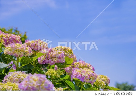 色づき始めた初夏のアジサイ 53635939