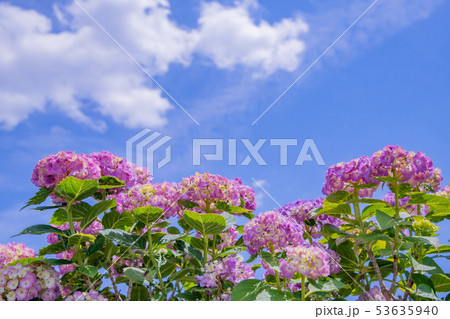 色づき始めた初夏のアジサイ 53635940