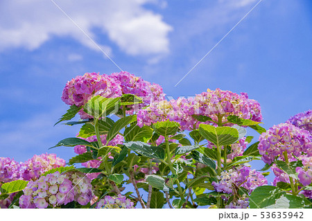 色づき始めた初夏のアジサイ 色づき始めた初夏のアジサイ 53635942