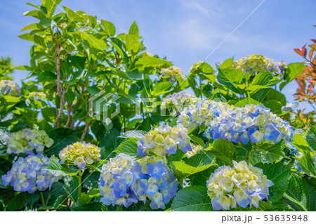 色づき始めた初夏のアジサイ 53635948