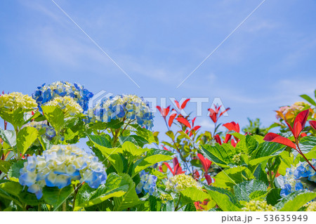 色づき始めた初夏のアジサイ 色づき始めた初夏のアジサイ 53635949