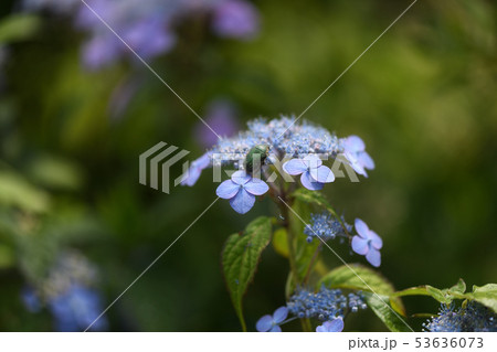 甘茶の花と昆虫 甘茶の花と昆虫 53636073