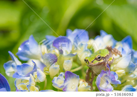 ブルーに色づき始めた雨上がりのアジサイとアマガエル　梅雨イメージ 53636092