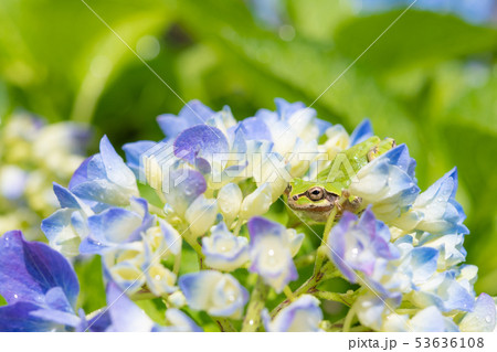 ブルーに色づき始めた雨上がりのアジサイとアマガエル　梅雨イメージ 53636108