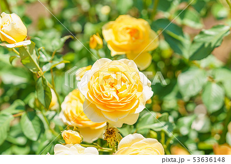 バラの花(春バラ) [グラハム・トーマス] 作出年1983年 作出国 イギリス 53636148