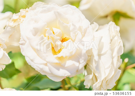 バラの花(春バラ) [フレンチ・レース] 作出年1980年 作出国 アメリカ 53636155