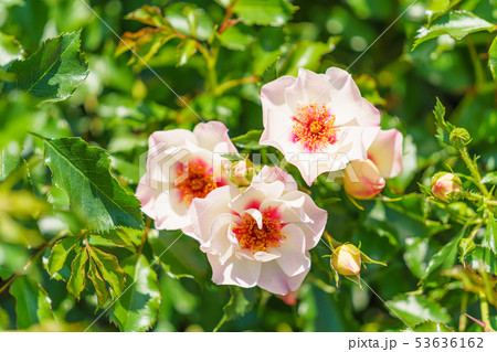 バラの花(春バラ) [エリドゥ・バビロン] 作出年2008年 作出国 オランダ 53636162