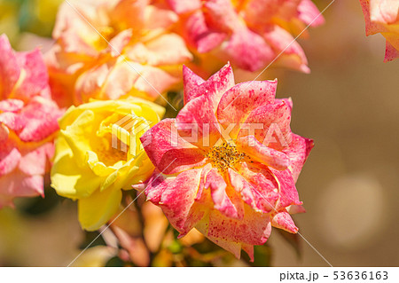 バラの花(春バラ) [ドクター・ファウスト] 作出年1957年 作出国 ドイツ 53636163