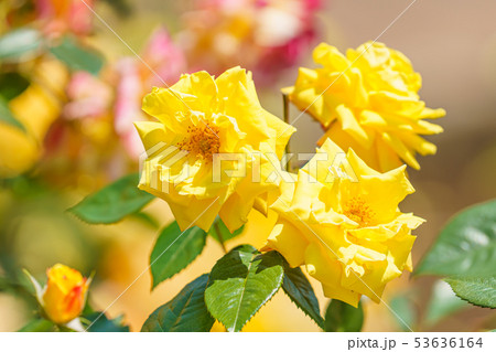 バラの花(春バラ) [ドクター・ファウスト] 作出年1957年 作出国 ドイツ 53636164