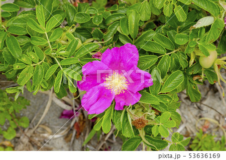 ハマナスの花 ハマナスの花 53636169
