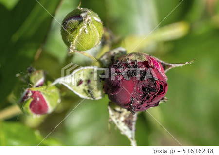 red rose infested by ants red rose infested by ants 53636238