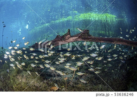 Cave diving in mexican cenotes Cave diving in mexican cenotes 53636246