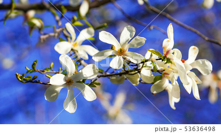 こぶしの花 16 9の写真素材