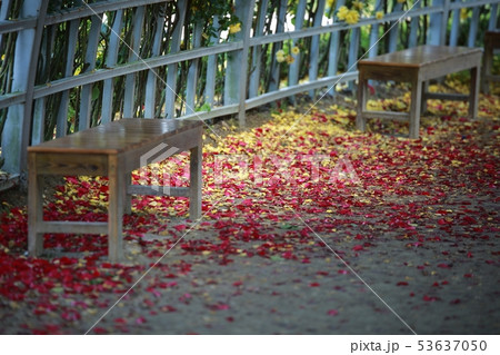 街路樹 木 一本道 53637050