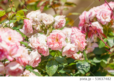 バラの花(春バラ) [つるクリスチャン ディオール] 作出年1966年 作出国 台湾 53637482