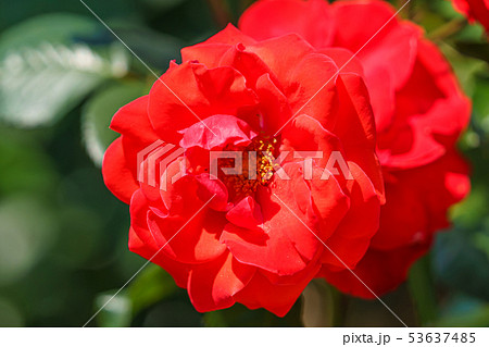 バラの花(春バラ) [コーラス] 作出年1977年 作出国 フランス 53637485