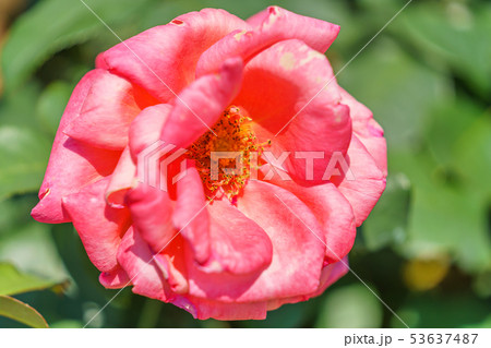 バラの花(春バラ) [カトリーヌ・ドゥヌーブ] 作出年1981年 作出国 フランス 53637487