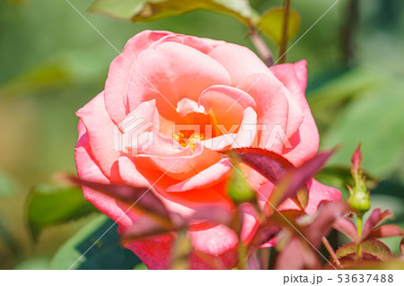 バラの花(春バラ) [カトリーヌ・ドゥヌーブ] 作出年1981年 作出国 フランス 53637488