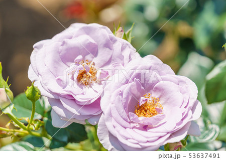 バラの花(春バラ) [ブルー・バユー] 作出年1993年 作出国 ドイツ 53637491