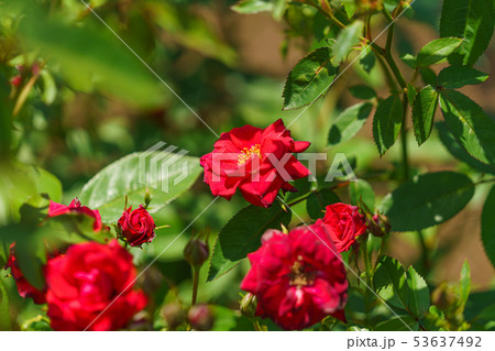 バラの花(春バラ) [ベビー・バッカラ] 作出年1965年 作出国 フランス 53637492